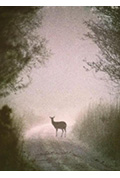 莪相封面