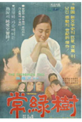 常绿树封面