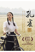 孔雀封面