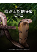 《眼镜蛇的秘密》封面