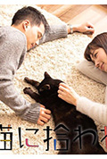 《被流浪猫捡到的男人》封面