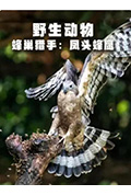 野生动物:蜂巢猎手 - 凤头蜂鹰封面
