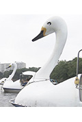 纪实72小时:井之头公园 被湖水吸引封面