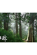《檜木林》封面