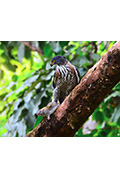 《大安小飛俠-鳳頭蒼鷹》封面