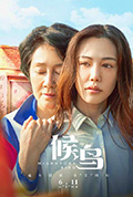《候鸟》封面