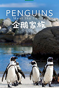 企鹅家族封面