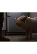 《Das fantastische Leben der Ms Bacon》封面