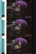 Bouquets 31-40封面