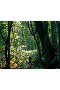 《Le seuil de la forêt》封面