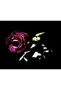 无瑕花园封面
