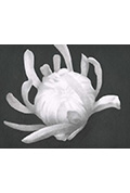 《Chrysanthemum》封面