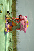 《Wetlands of Pharmacology》封面
