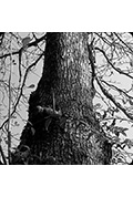 《We are our dead. And the trees?》封面