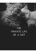 猫的私生活封面