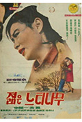 《年轻的榉树》封面