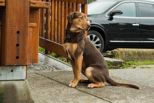狗狗谢尔比 Shelby The Dog照片