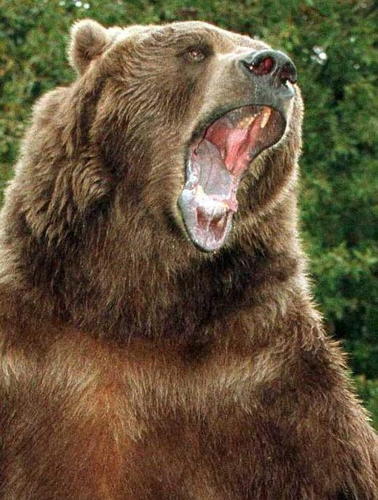 巴特熊 Bart the Bear照片